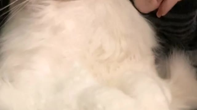My beautiful kitten. She's so clingy. Do you envy her?