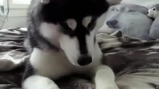 Pets have learned to play with toys