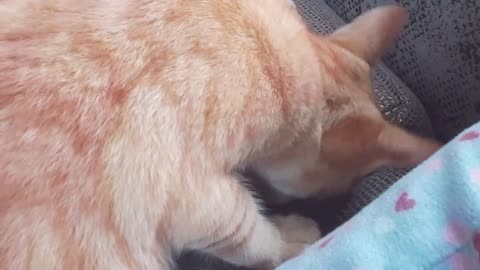 Cute cat