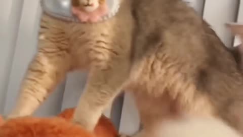 Funny video😂Cats fighiting😂😂😂Please Follow