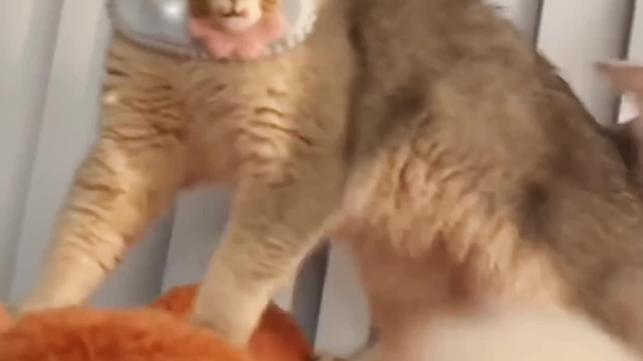 Funny video😂Cats fighiting😂😂😂Please Follow