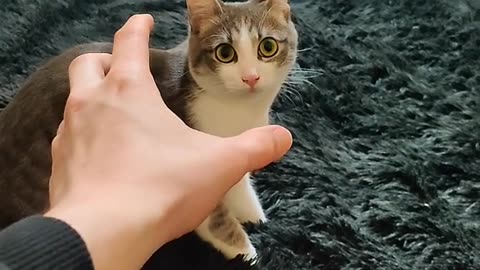 Cute and funny cat video.