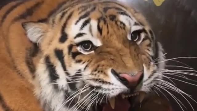 Animal world wild animals zero distance animal tiger