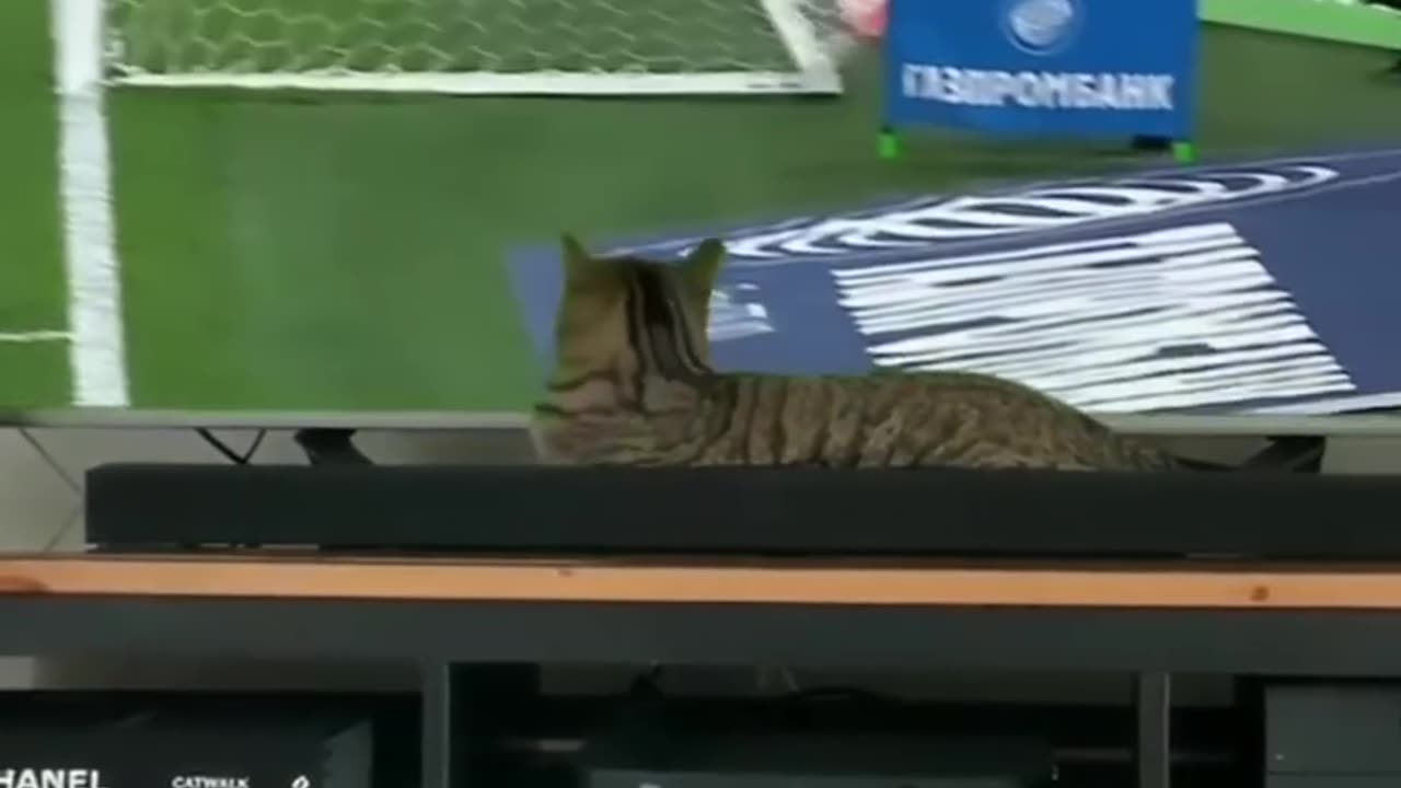 TRY NOT TO LAUGH 😆 Best Funny Videos Compilation 😂😁😆