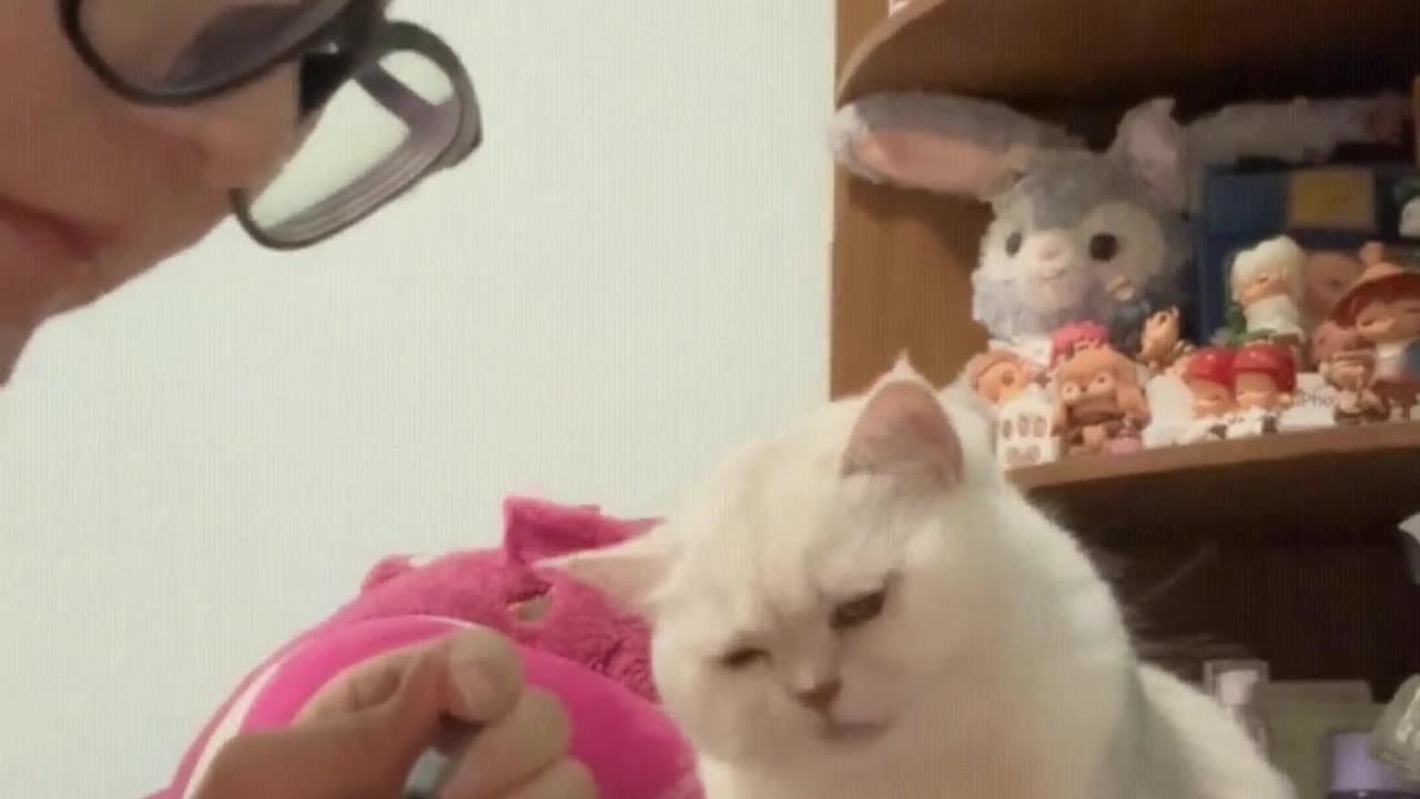 Cats: These look like they're very delicious
