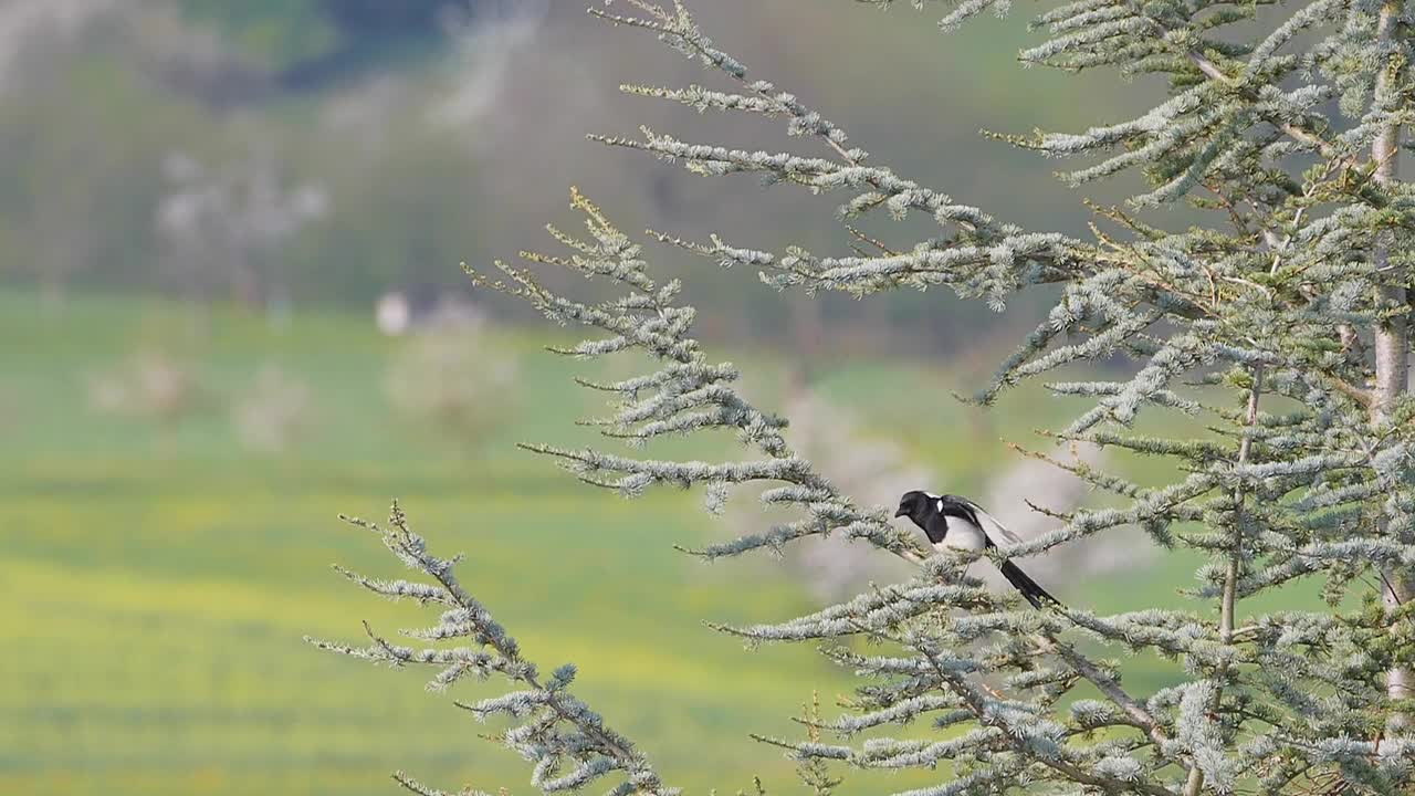 Birds in The Snow SPECTACULAR