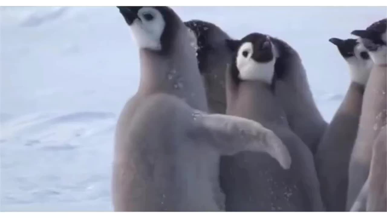 Animals are better than people ❤️