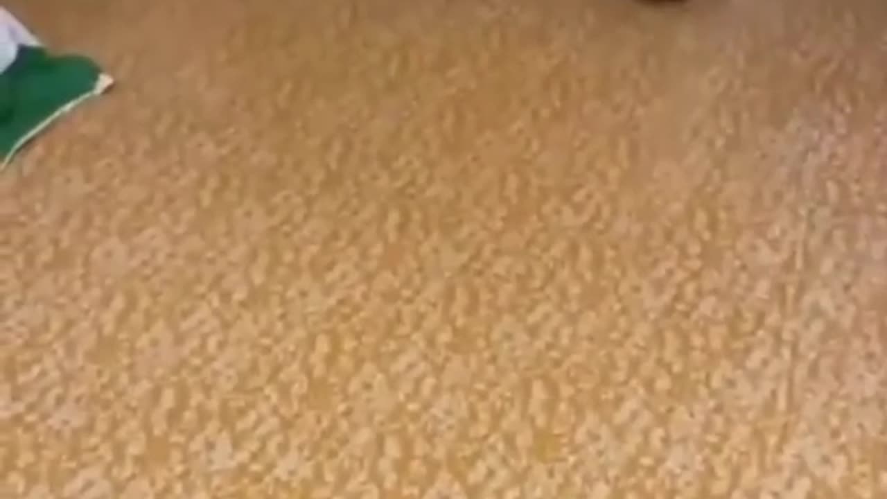 Funny Animals