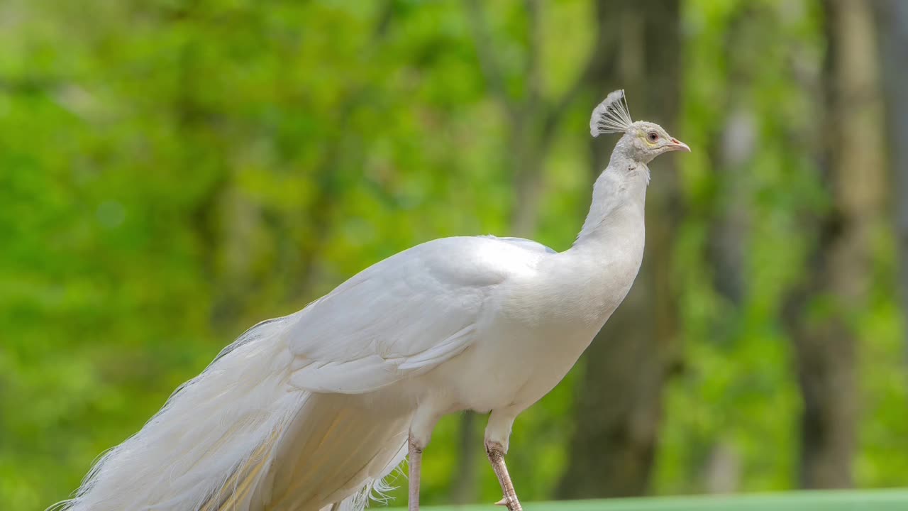 White Peacock Part 2