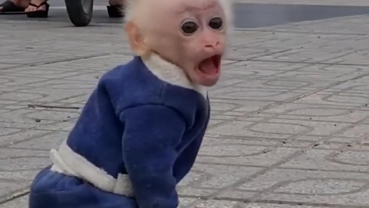 Cute monkey 🙊 baby 🤱