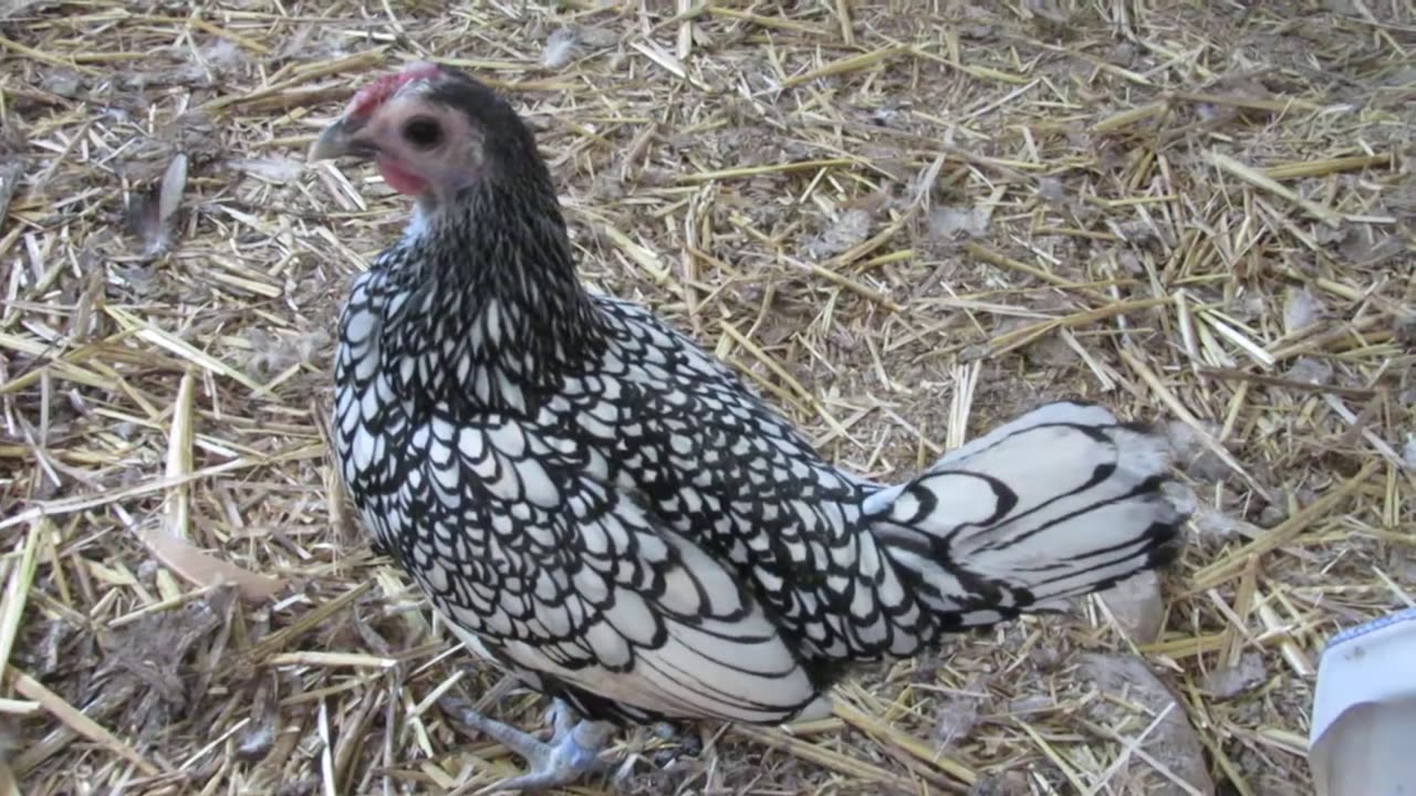 Lady Amherst pheasant