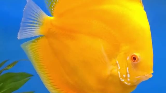 Some sunshine for you. Large APD Discus fish