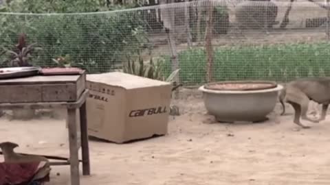 Funny Animals - Animal Pranks