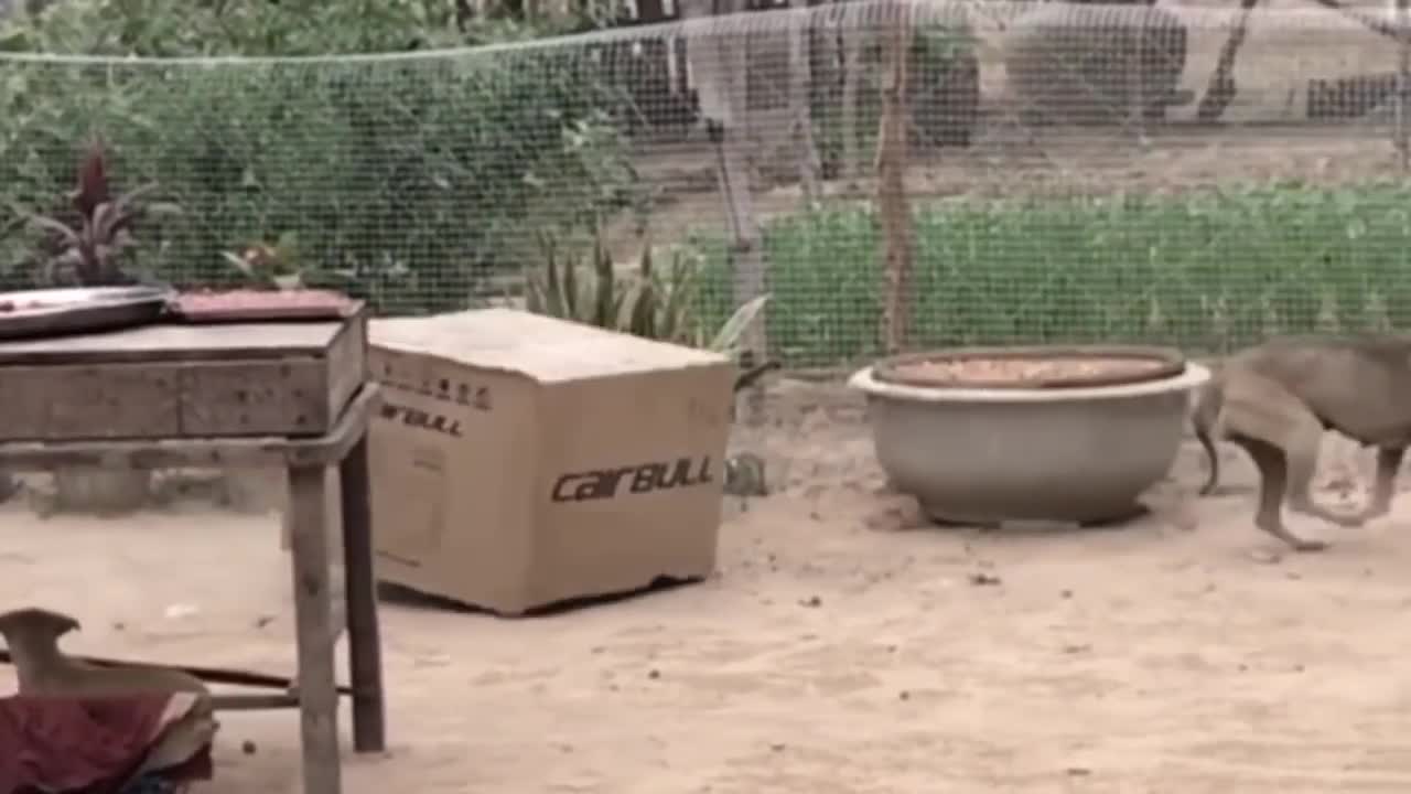 Funny Animals - Animal Pranks