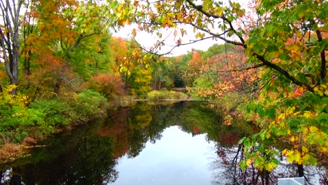 Fall Foliage