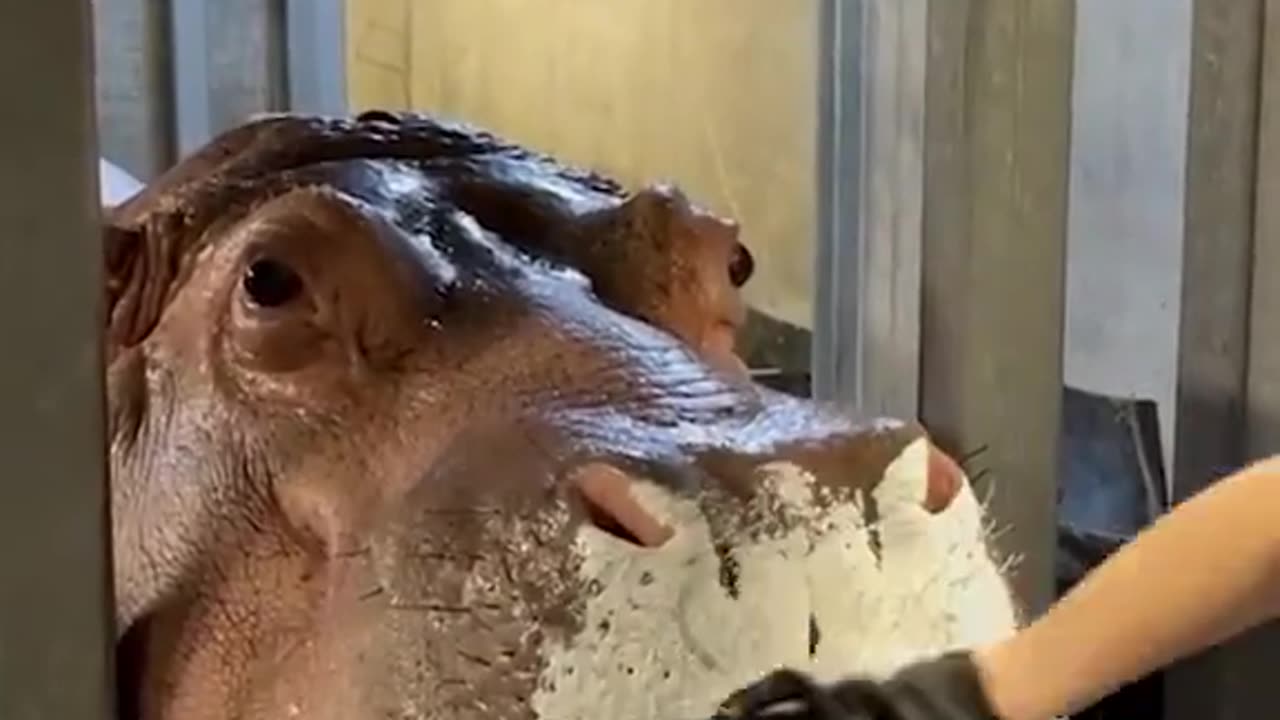 My toxic trait is thinking all hippos are this sweet and want snoot rubs 😅