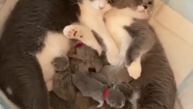 Moggy
