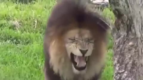 Troll Prank Dog Funny & fake Lion and Fake Tiger Prank To dog