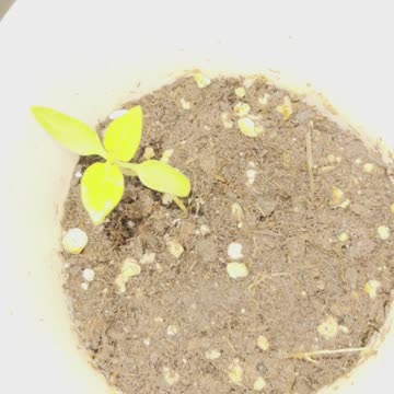 Baby cherry tree in my home