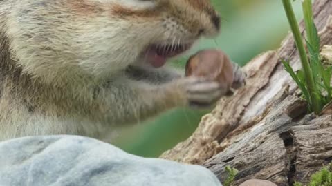 Squirrels eat hazelnuts! It's delicious!