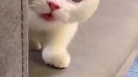 LITTLE BABY 🐈🐈🐈 CAT IS SMILING ❤️