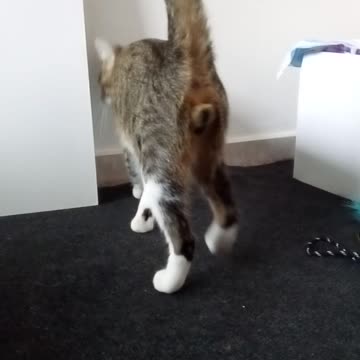 The Cutest Little Tabby Cat