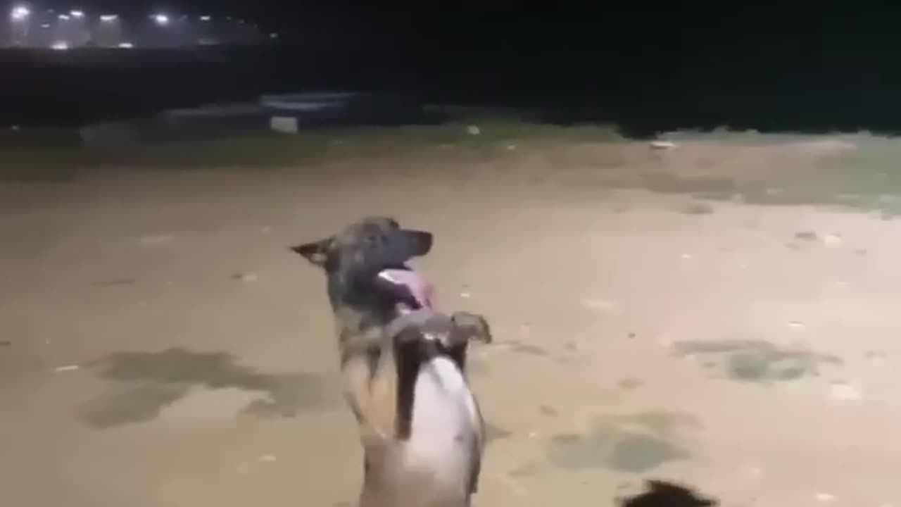 Funny dog video dancing