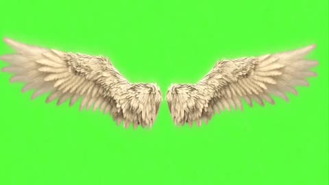 Big feather or wings video with green screen , big devil wings video with green screen