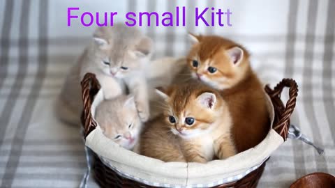 Funny Cat