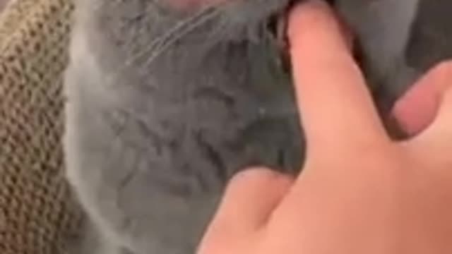 🐺Funny Cats Videos Compilation 😻🐯