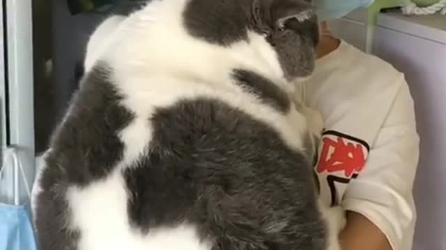 fat cat play with babies