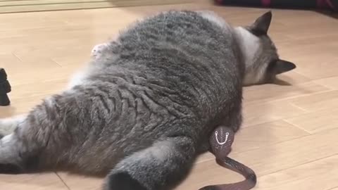 Cat funny 🤣🤣