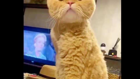 The cat looks as if he is curious about something.