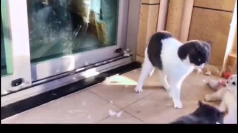 OMG 🤤🤤..Violent quarrel between cats