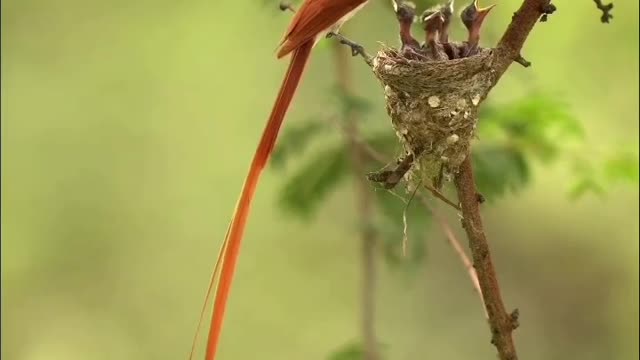 Beautiful bird feeding its young