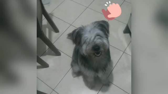puppy wanting