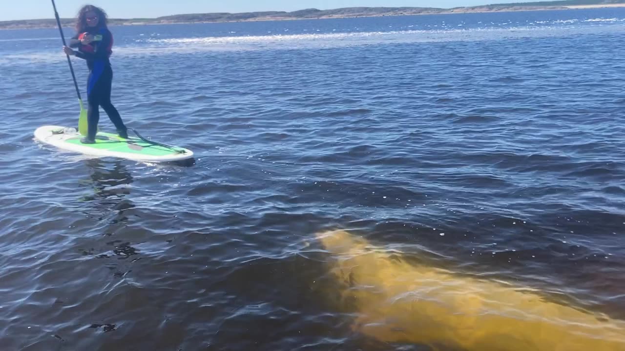 Beluga Whale Bumps Into Paddleboarder