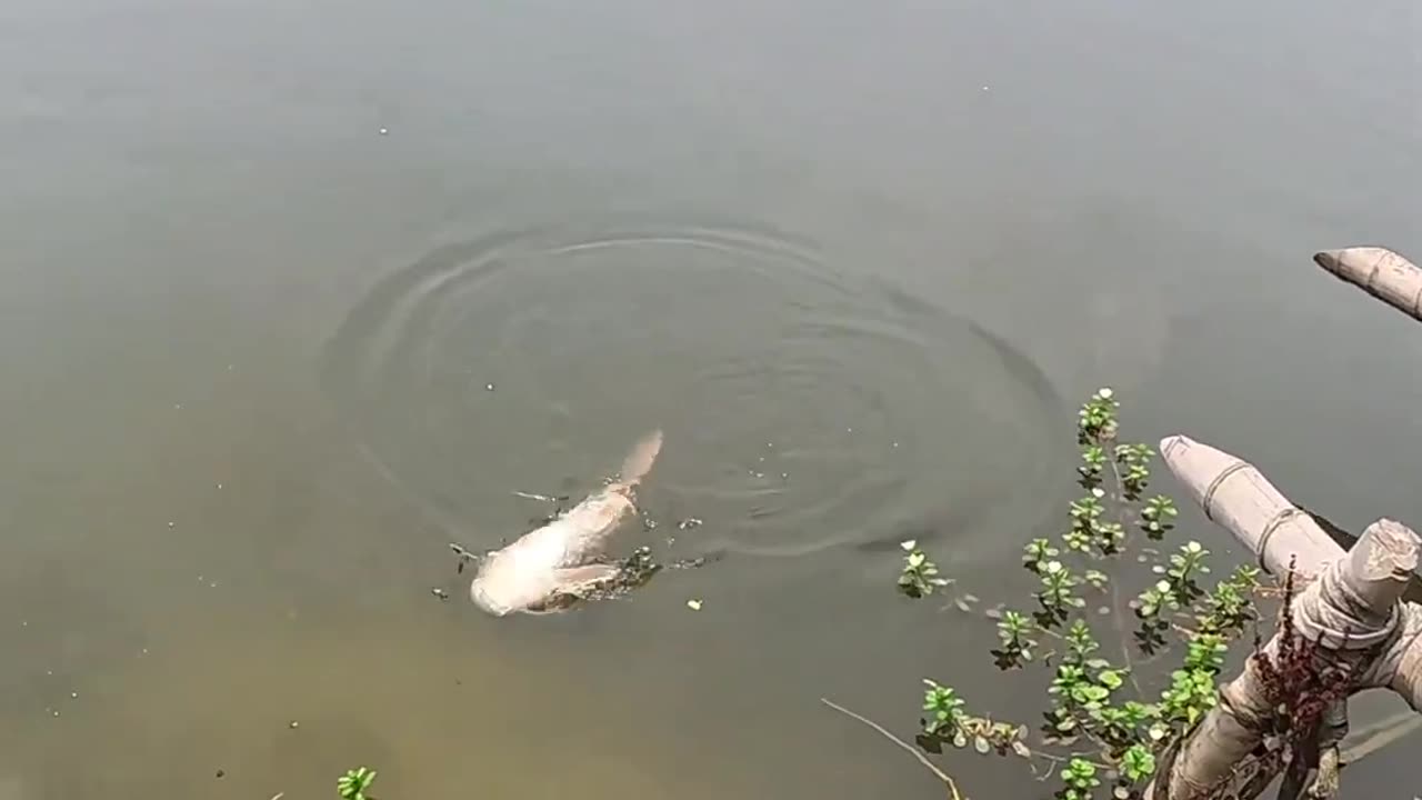 Amazing Catcing the Big Rohu Fish #fishing #fishingfestival #fish