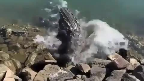 Alligator feeding