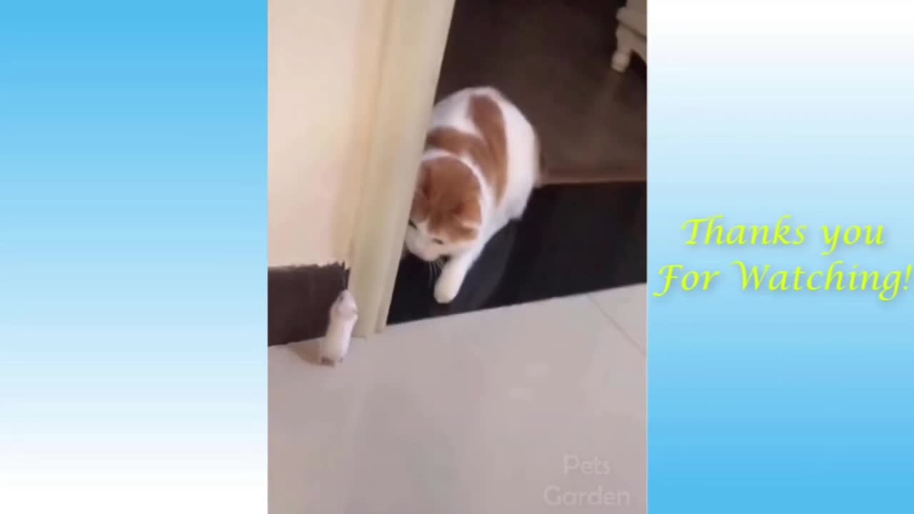 These cats are literally afraid of a little fuckin*g mouse..🤣