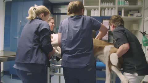 Tierarzt Elmshorn, Dr. Angelika Drensler, Fachtierärztin für Kleintiere