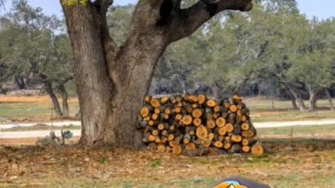 Oak Wilt in Oak Trees