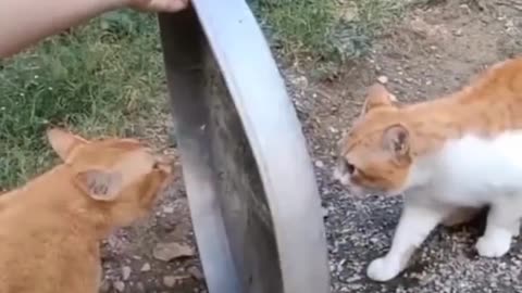 Funny fight of cats 😅😅 part7