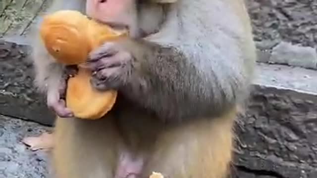 Monkey funny video