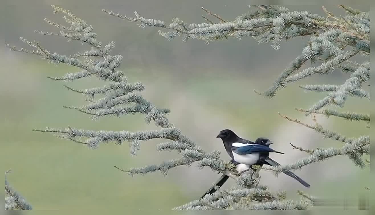 Birds Birds In Nature Forest Esther Bird Beautiful Birds Birds On A Tree Branch