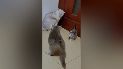 Cats Fight & Have Fun | Funny Video