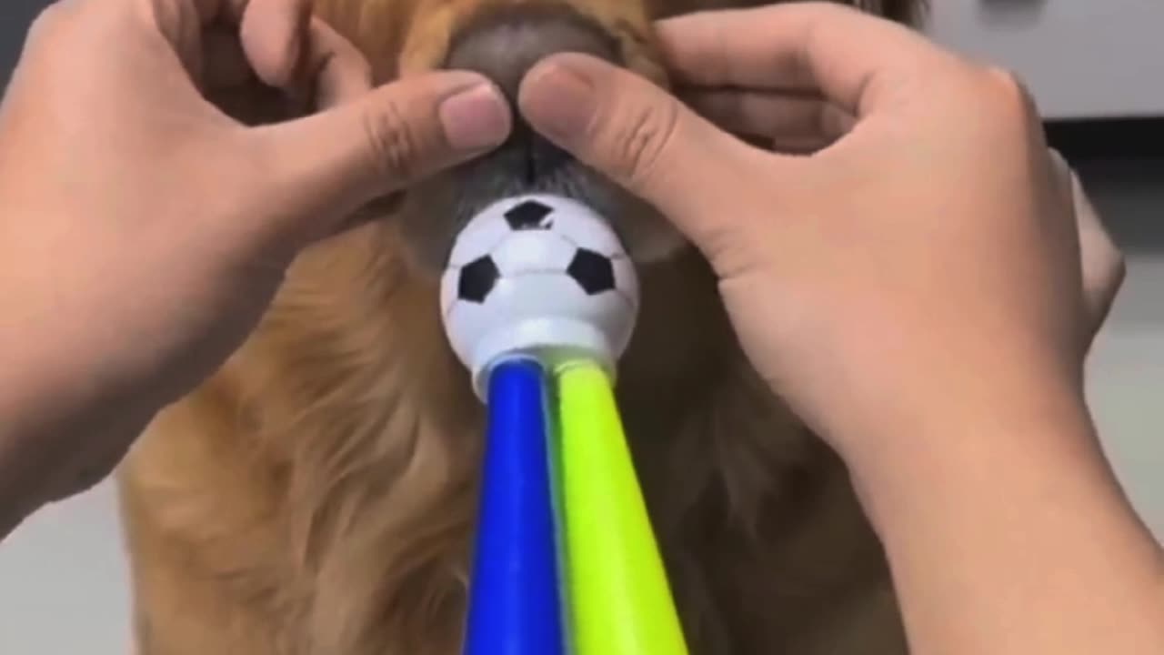 Funny dogs to make your day better