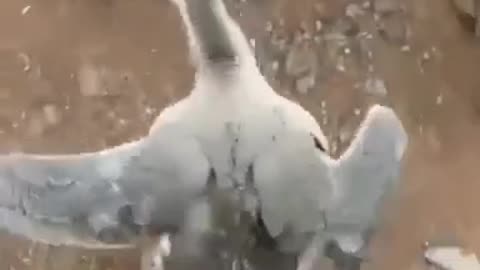 Fuuny animal