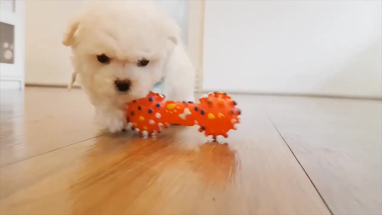 Cute Bichon Frise Puppy