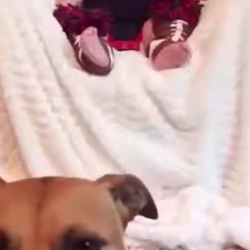 Cute Kids Enjoying with Pets